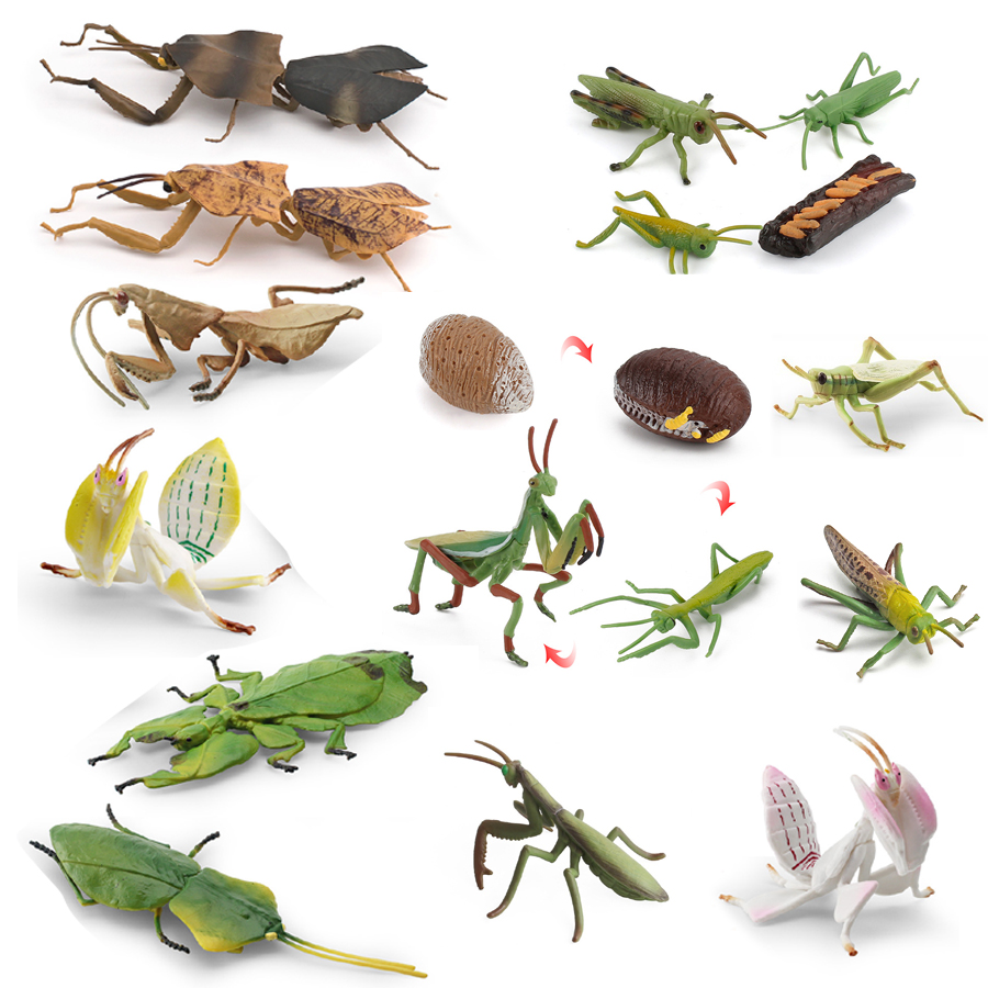 Kids Education Product - Realistic Orchid Mantis Dead Leaf Mantis