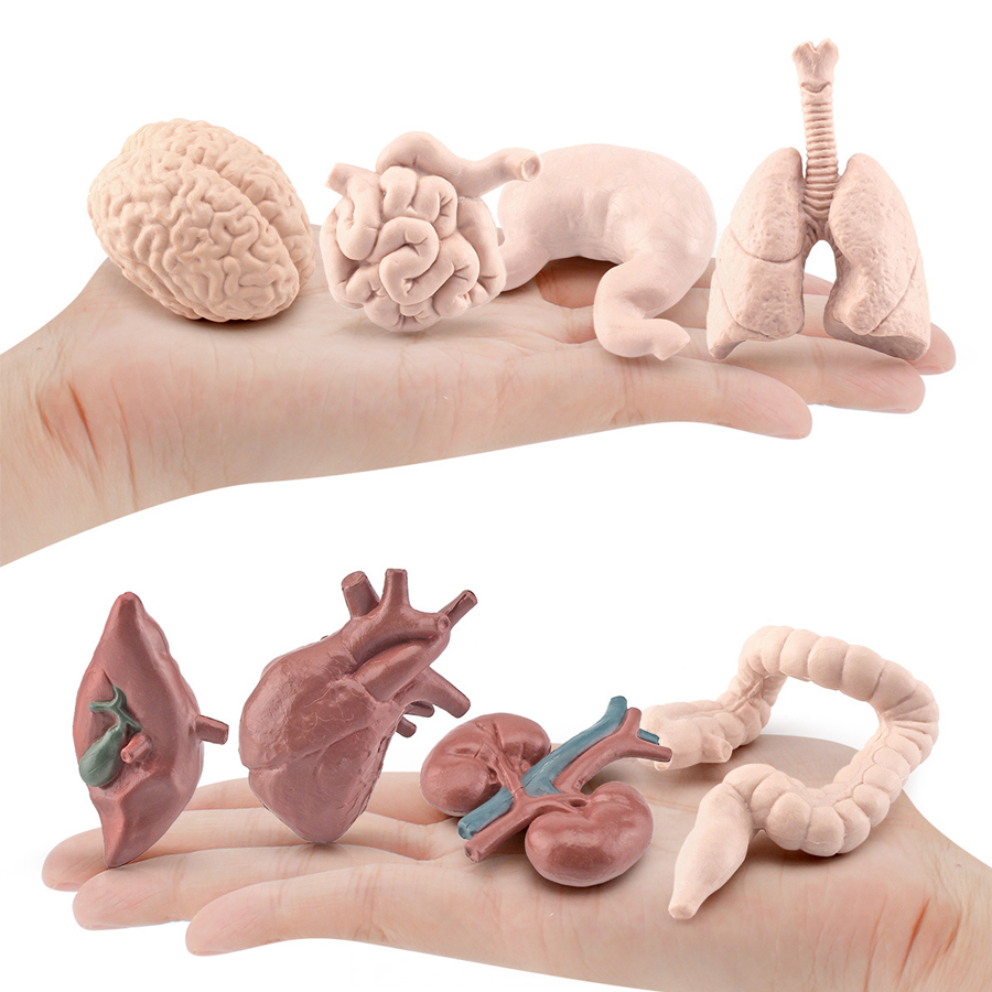 Realistic Human Organs Ancient - Kids Education System review and price