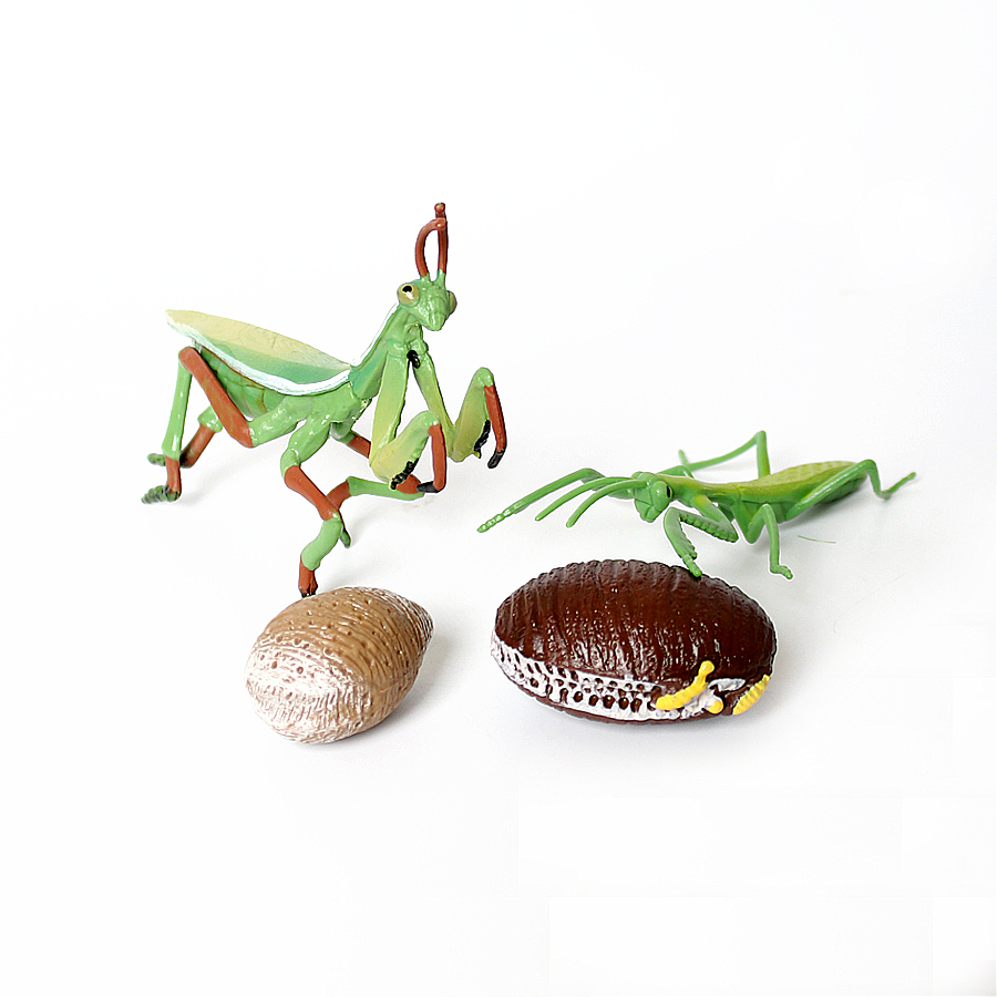 Realistic Orchid Mantis Dead L - Kids Education Product review and price
